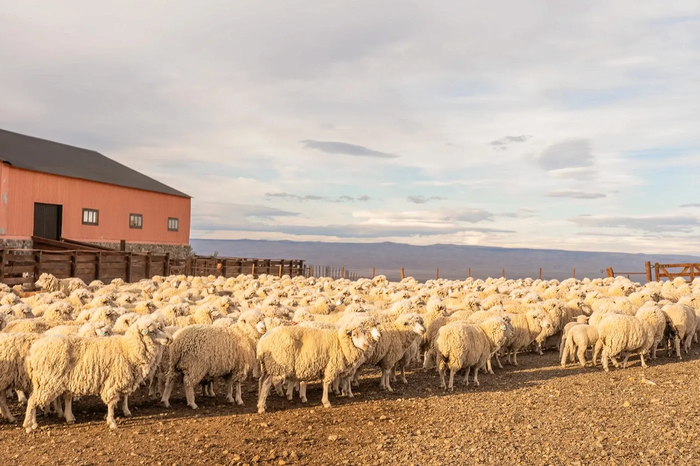 Galpón de esquila y corral con ovejas en la estancia Cruz Aike