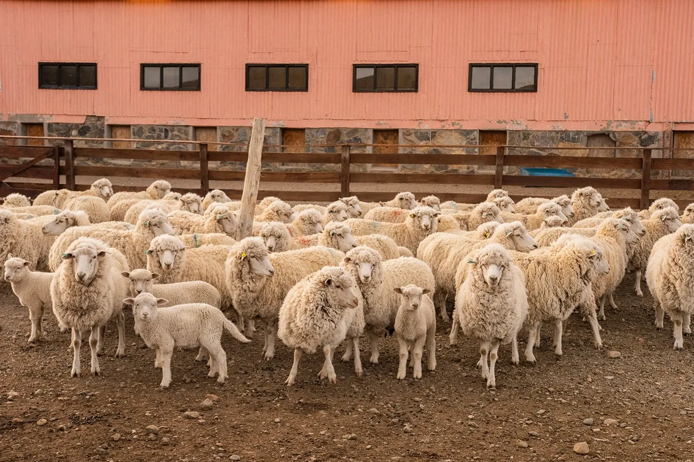 Ovejas merino en los corrales de la estancia Cruz Aike, cerca de El Calafate